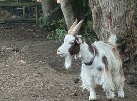 Pygmy males both castrated