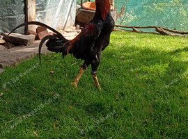 Oxford game hens Shamo cross cock
