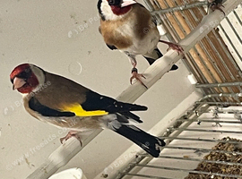 Goldfinch