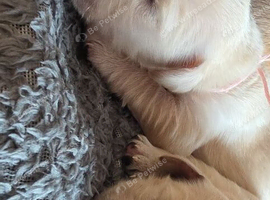 Golden retriever pups  only  3 males available  absolutely stunning litter