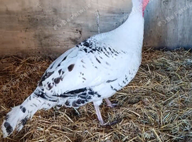 Crollwitzer female