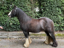 Very smart 13.3 smokey blagdon