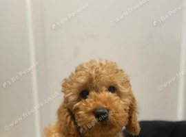 Last F1B Female Fully Vaccinated Cockapoo