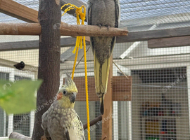 2 cockatiels