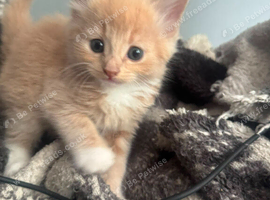 Mixed half mainecoon ready 22nd july