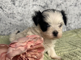 Yorkie x Maltese