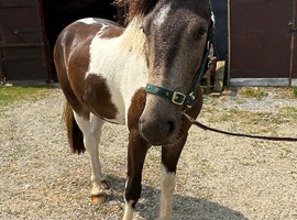 Buckskin gelding