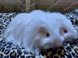 Skinny pigs and hairy boys and girls