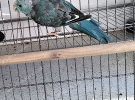 Blue Kakariki