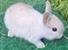Gorgeous Netherland Dwarf Baby Buck - Vaccinated - READY NOW