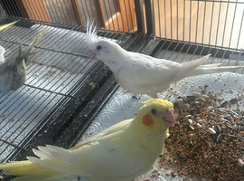 Hand reared baby cockatiels