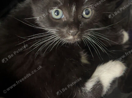 Kittens ready now