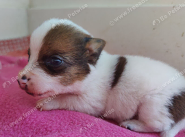 Gorgeous Pedigree Jack Russell Puppies