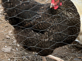 3 LAYING CHICKENS HENS