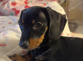 Black and brown dachshund