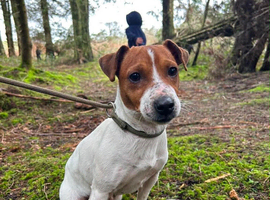 Jack Russell female 2 years old
