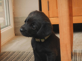 Beautiful Labrador/ spaniel pups