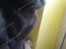 Two cats for sale