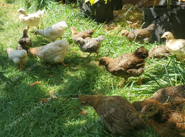 Wyandotte Bantam Chicks & Growers