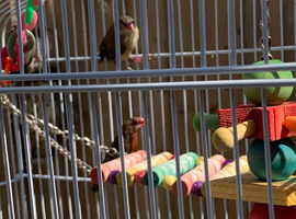 Strawberry Finches