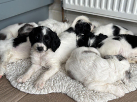 Reduced Premium Rare F1 Sproodle Pups &ndash; Champion Lines