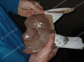 Chocolate Melueman Racing Pigeons RPRA Rung 2