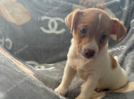 Jack Russell puppy&rsquo;s 1 girl left ready to leave