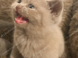 ***British Shorthair Kittens***