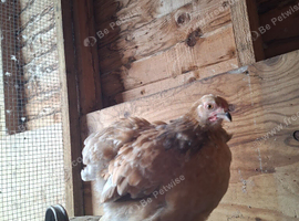Peking and silky hens