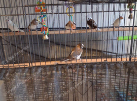 Society finches