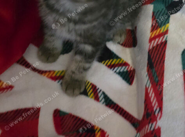 3 kittens