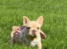 French bulldog puppies/DNA health tested parents