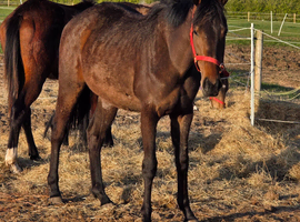 Lovely 2yr sports horse filly