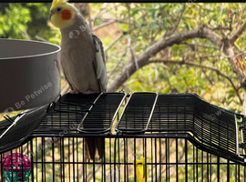 Cockatiel