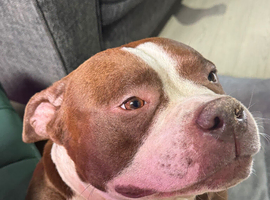 4 year old standard American bully
