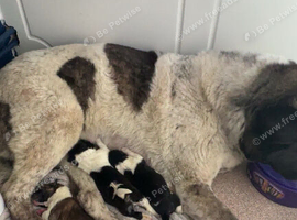 1 female American akita available