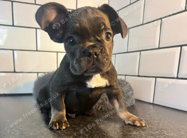 French bulldog puppies!!