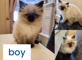 Ragdoll x persain ready now