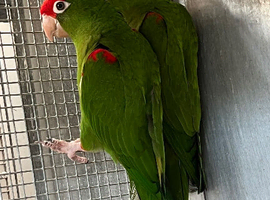 Red Fronted conure(eaglets)