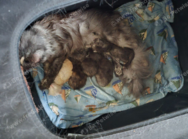 Pedigree Maine Coon Kittens
