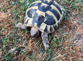 Herman male tortoise