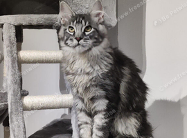 Russian line Maine coons