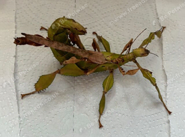Lichen gene Giant prickly stick insect pair (Extatosoma tiaratum "Innisfail")