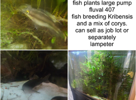Fish tank and