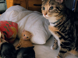 Rehoming our beloved 12 weeks old kittens