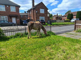 12 month old strawberry roan filly