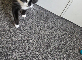 Black and white cat
