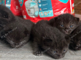 Ragdoll cross kittens