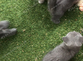 Beautiful British blue kitten for sale
