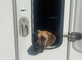Great Dane for sale